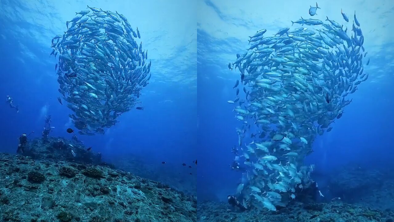 School of fish in the shape of a tornado.