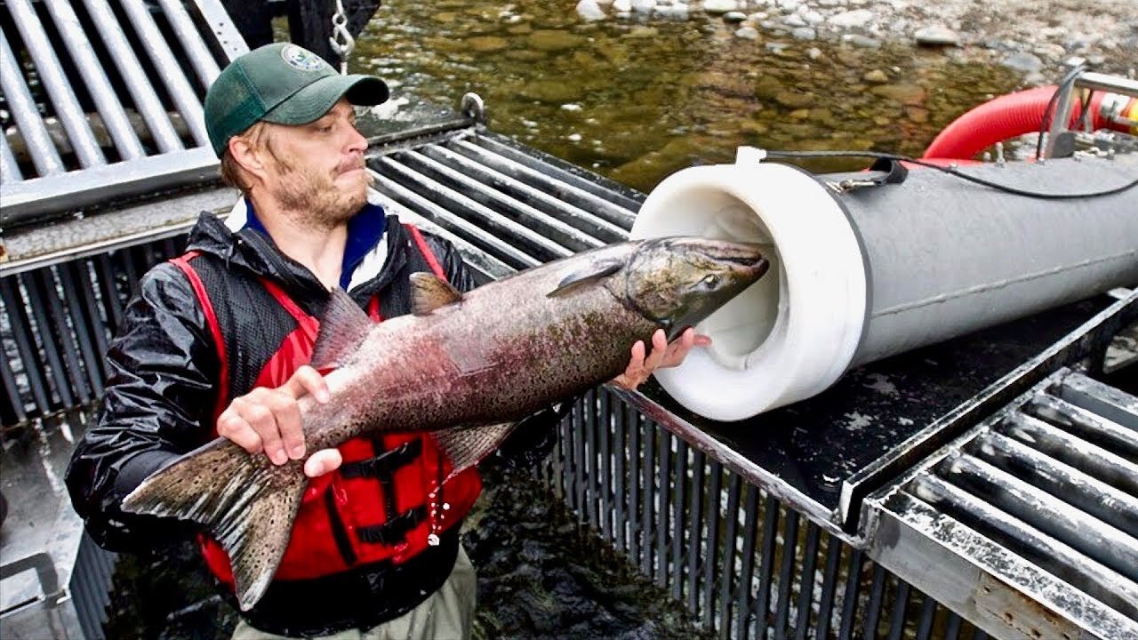 "Salmon Cannon" Shoots Fish Over Dams - Cool Invention