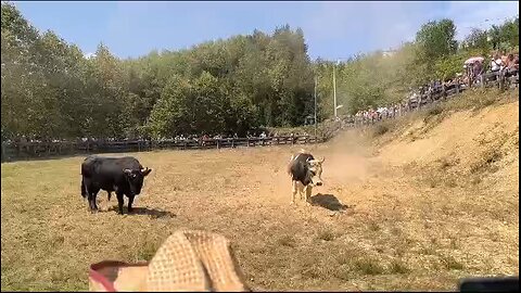 Ruško vs Stršljen