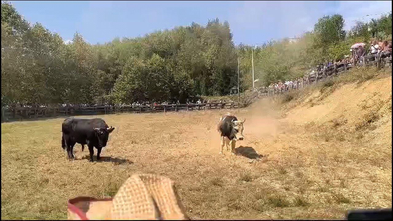 Ruško vs Stršljen