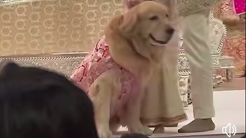 Mukesh Ambani ka kutta luxury gadiyon mein ghumta hai .