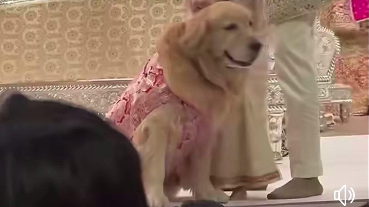 Mukesh Ambani ka kutta luxury gadiyon mein ghumta hai .
