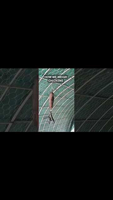 How We Weigh Chickens!