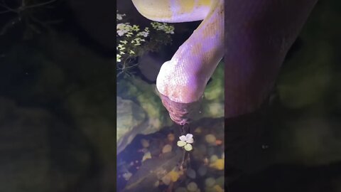 A fish kissing a snake 😳😳 #shorts #viral #snake #fish #hype #saintpee