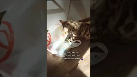 #shorts Смешные Коты Из Тик Тока 263 Funny Cats From Tiktok