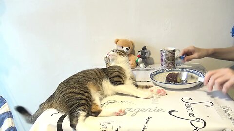 When Human Sits, the Cat Jumps off the Table