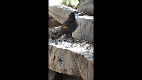 Red-winged Blackbird🐦Woodpile Snack