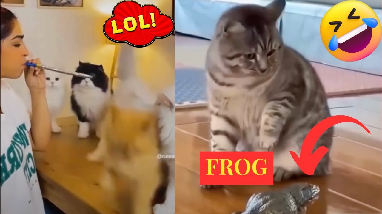 HILARIOUS CAT Makes Jokes! 😂 | Funniest Cats Video 2023