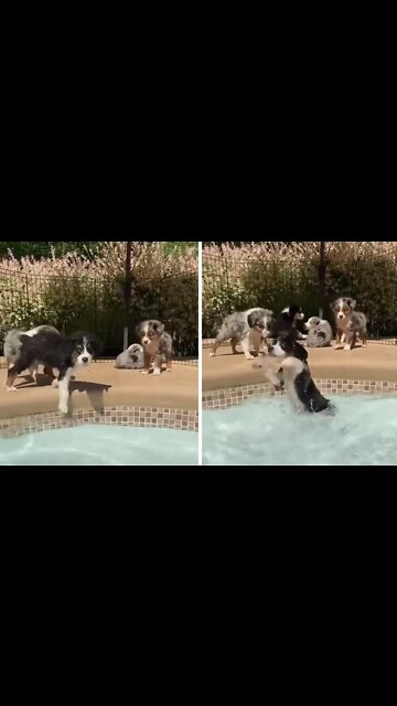 Puppy accidentally falls into the pool