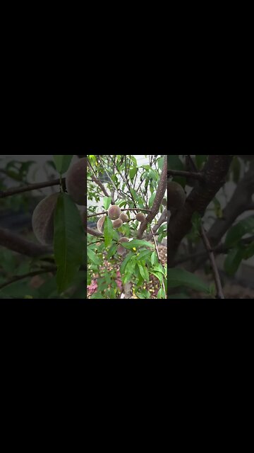 INDIAN BLOOD PEACH TREE!!