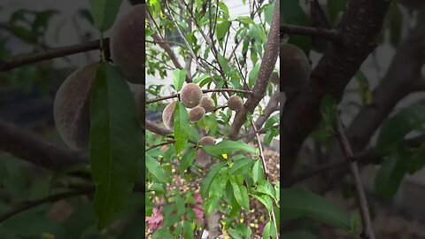 INDIAN BLOOD PEACH TREE!!