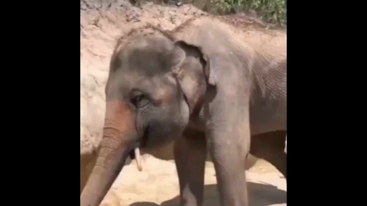 How An Elephant Rubs Its Eye