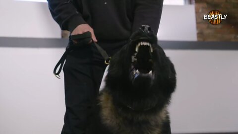 MEET the world's toughest guard dogs worth up to £100,000.