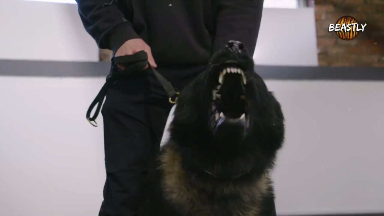 MEET the world's toughest guard dogs worth up to £100,000.