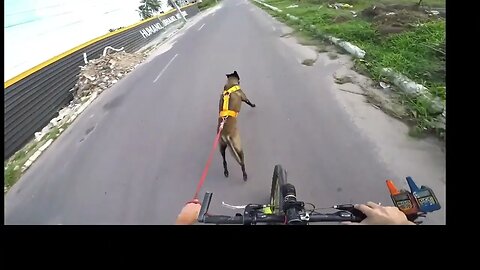 'DRENANDO A ENERGIA' DE UM MALINOIS !