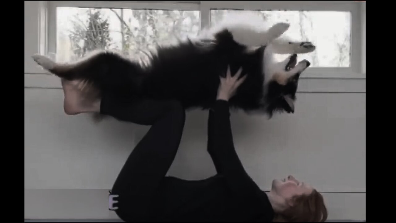 Dog doing yoga wid owner - funny dog - yoga dog