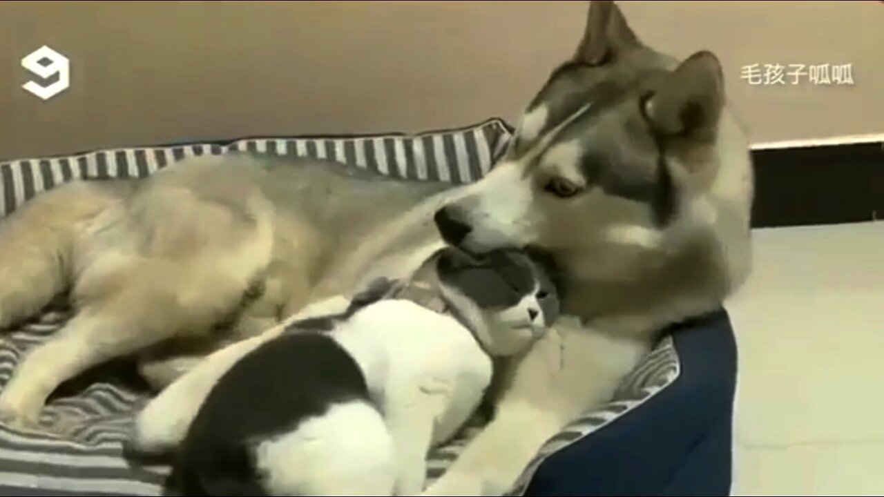 Cats and Dogs Can't Be Friends, But They Love Each Other Anyway | Dog and Cat Love 🥰