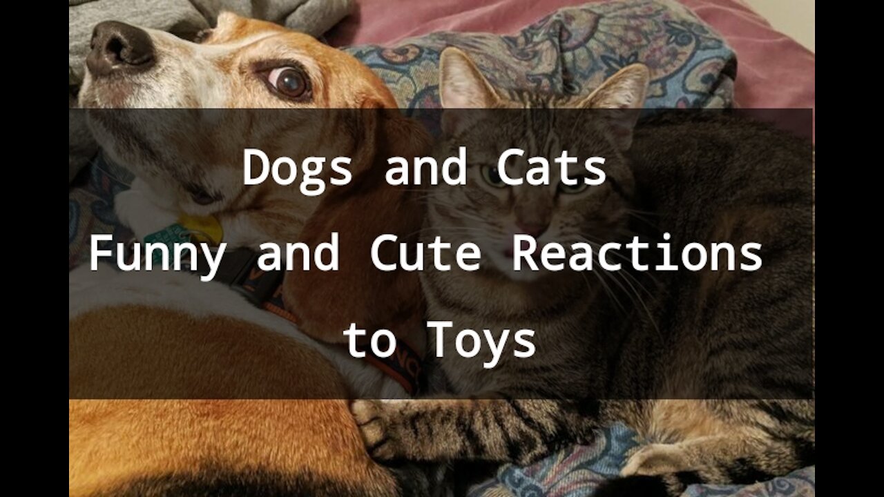 Dogs and Cats Funny and Cute Reaction to Toys