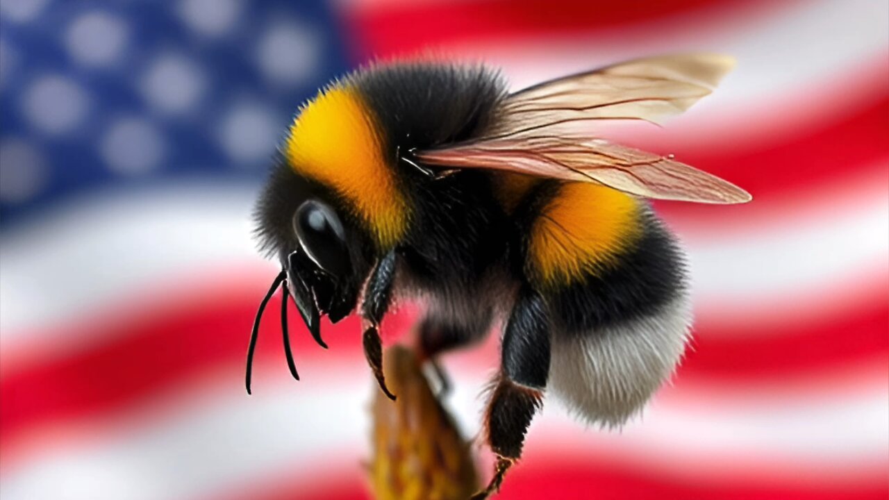 The American Bumblebee : an AI generated rendition