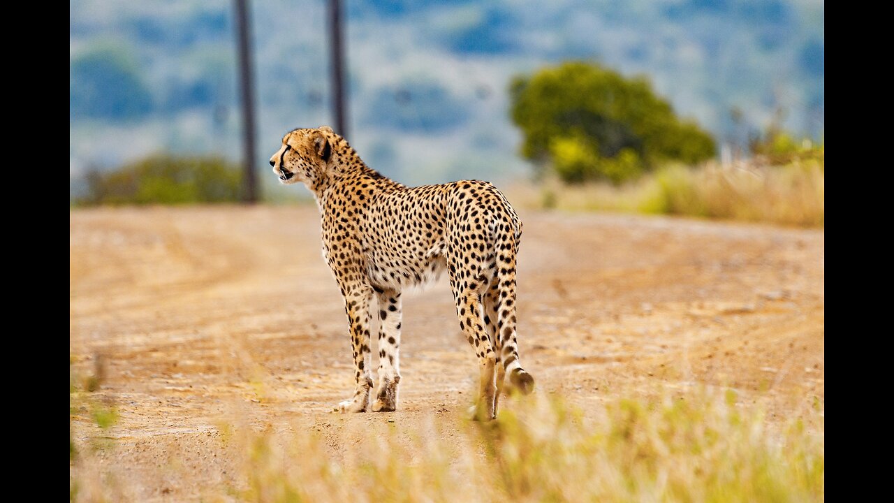 Cheetahs: Masters of Speed and Agility