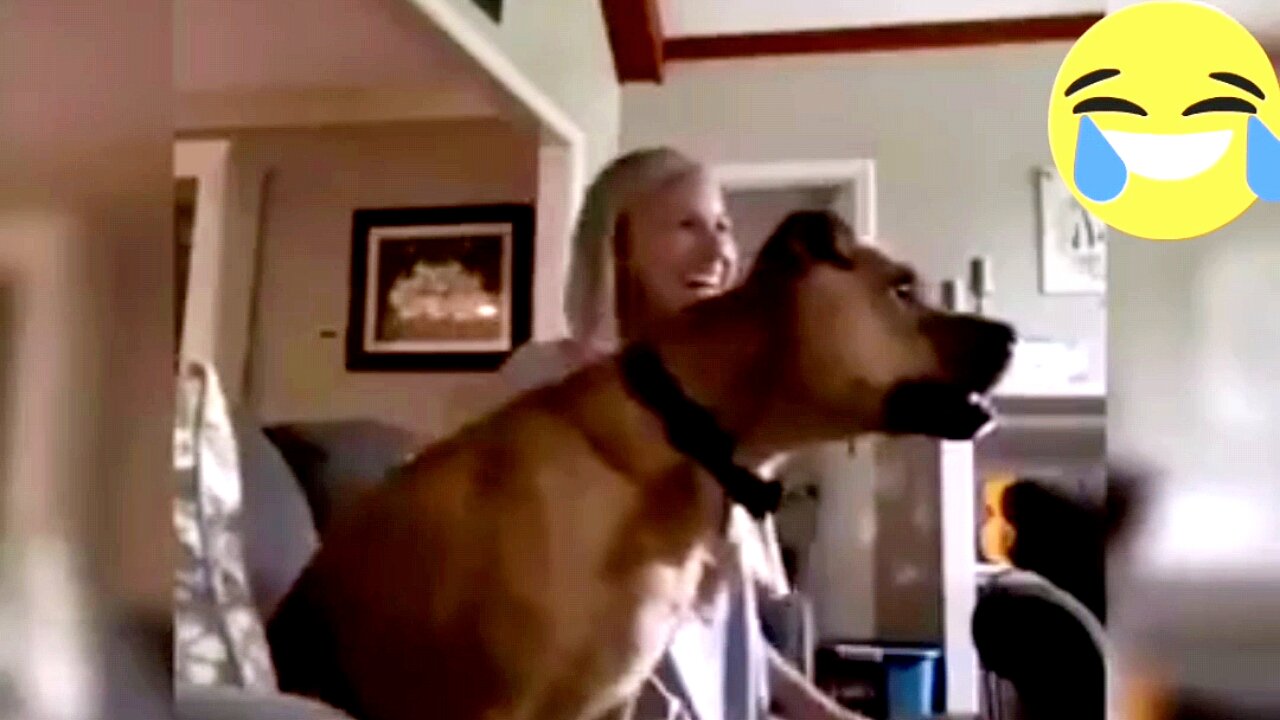 A dog watching a football game and leaps in the air when his team scores