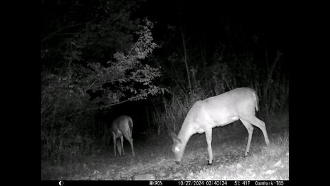 Deer 10-27-2024