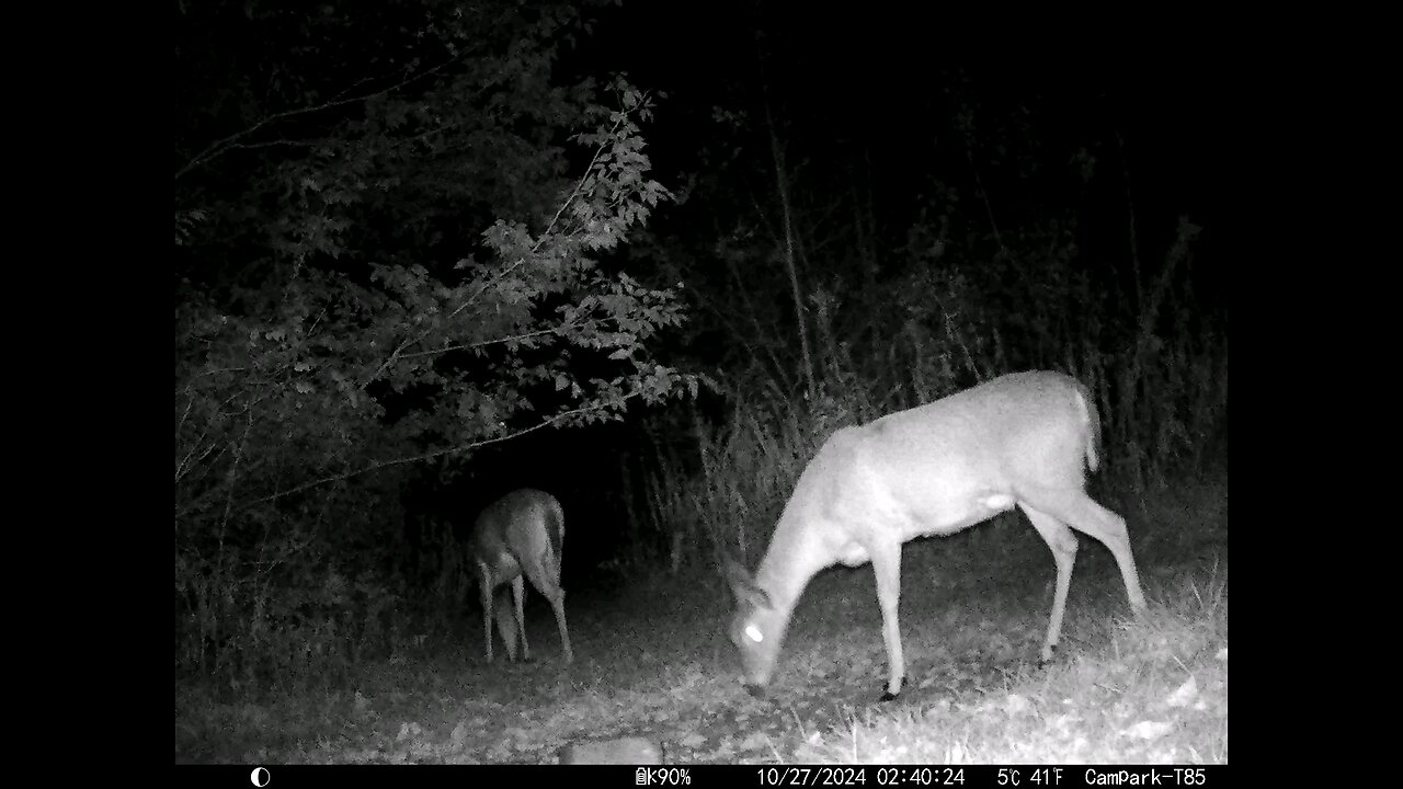 Deer 10-27-2024