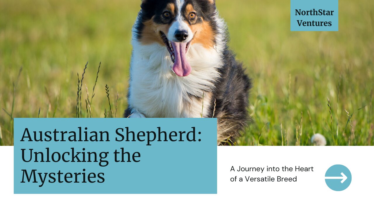 Unlocking the Mysteries of the Australian Shepherd: A Journey into the Heart of a Versatile Breed