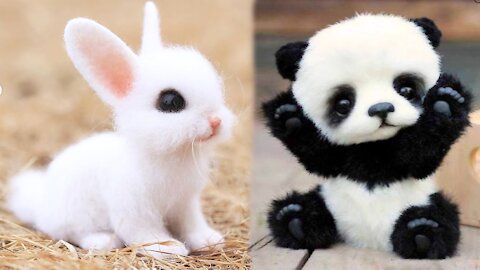 Cute animals beautiful and cute