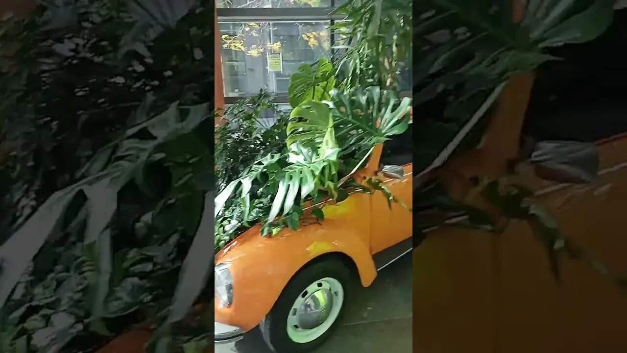 This is a #vwbeetle turned into a flower pot WTF 😒