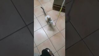 Cute Cat Playing #catshorts #shorts #catvideos #cats