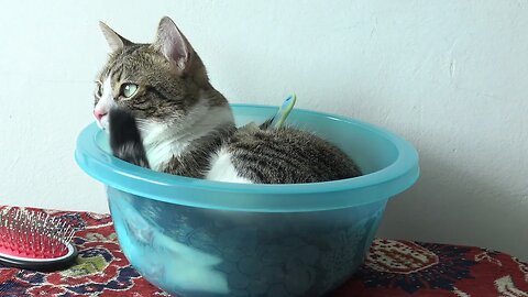 A Bowl of Cat Is on the Table