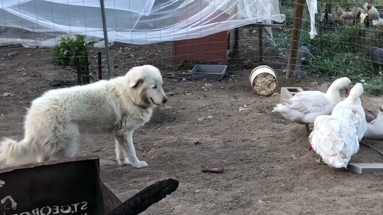 Training livestock guardian with free range birds #maremma #freerange #livestockguardiandog