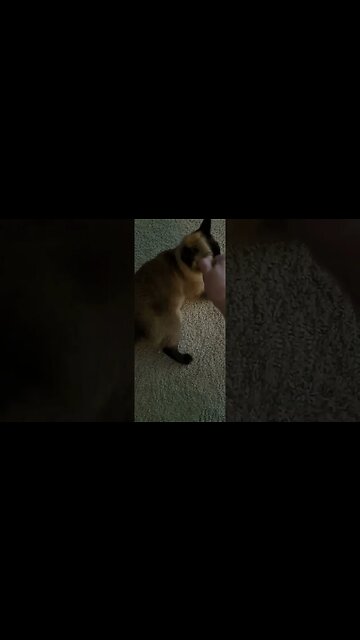 #viral playing with her belly #kitty