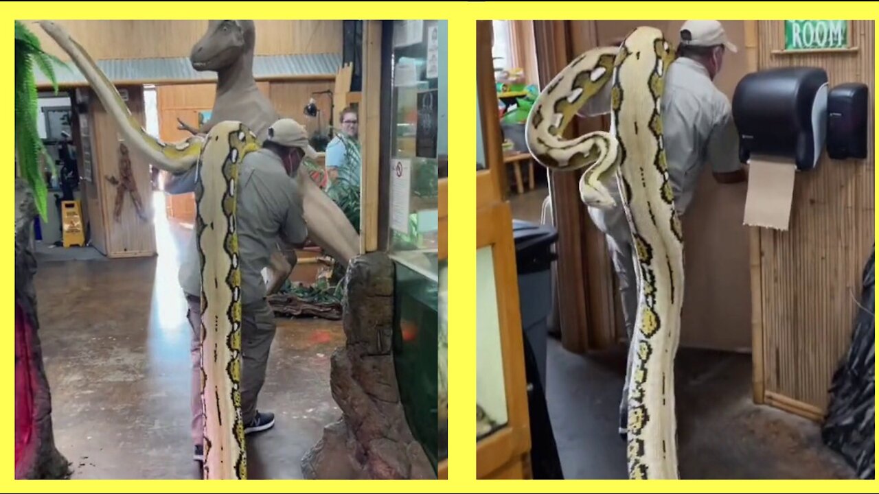 Man carrying a huge python