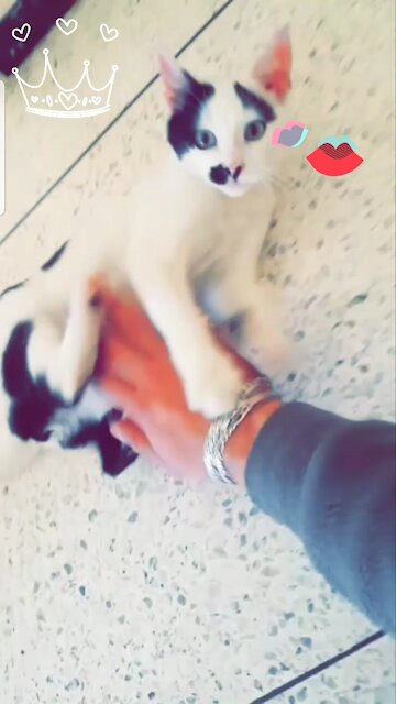 My kitten is happy to play