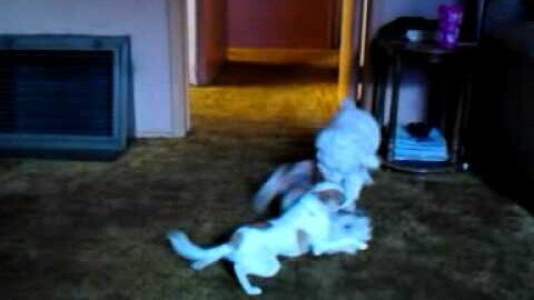 How dare you attack the son of odin! #shorts