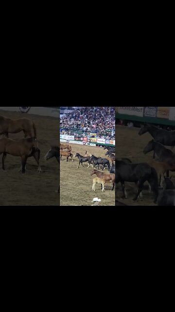 The Real #RenoRodeo Stars