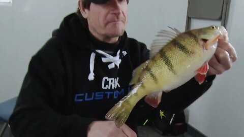 Perch and Walleye at Arnesen's Rocky Point