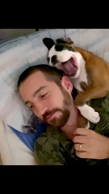 Good morning boxer puppy cuddles