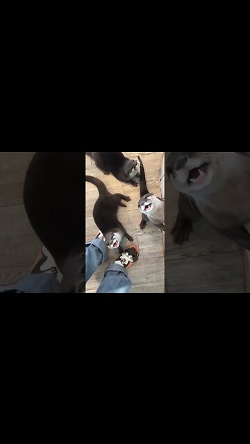 Super cute pet otters are hungry 🦦