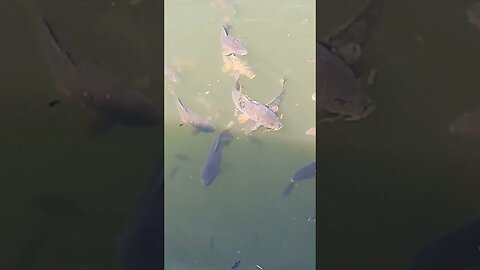 Feeding the fish at Wildwood Marina in Granville TN