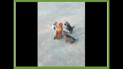 OMG Chicken VS Dog Fight - Funny Dog Fight Videos lol 😂🤣😂🤣