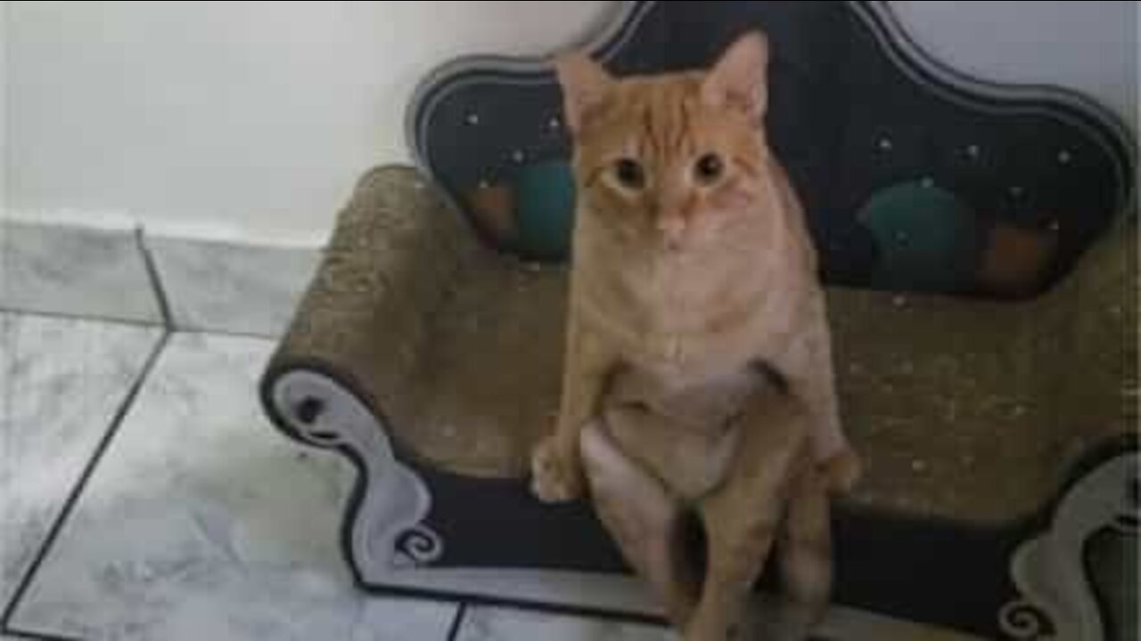 Cat sits just like a human