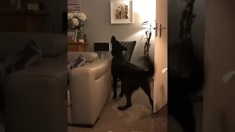 Kyla howling to music #animals #dogs #germanshepherd #pets #funny #howling #music