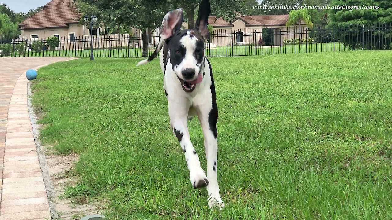 Funny Great Dane Would Rather Play Than Work