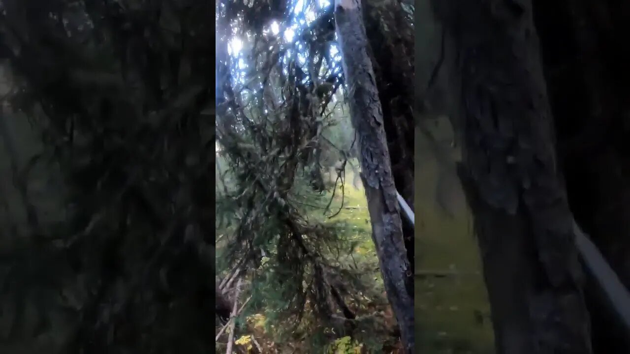 Huge Record Book Wild Public Land Bison Shot!