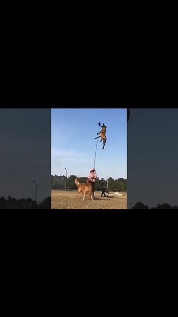 Dog🐶 breaking the high jump record