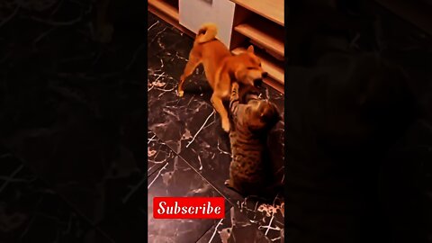 Angry cat with dog fighting|funny animals|angry cat vs dog|cat fight,cat and dog fighting|cat|#short