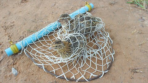 Simple Quail Bird Trap Make From Blue Pipe With Nets